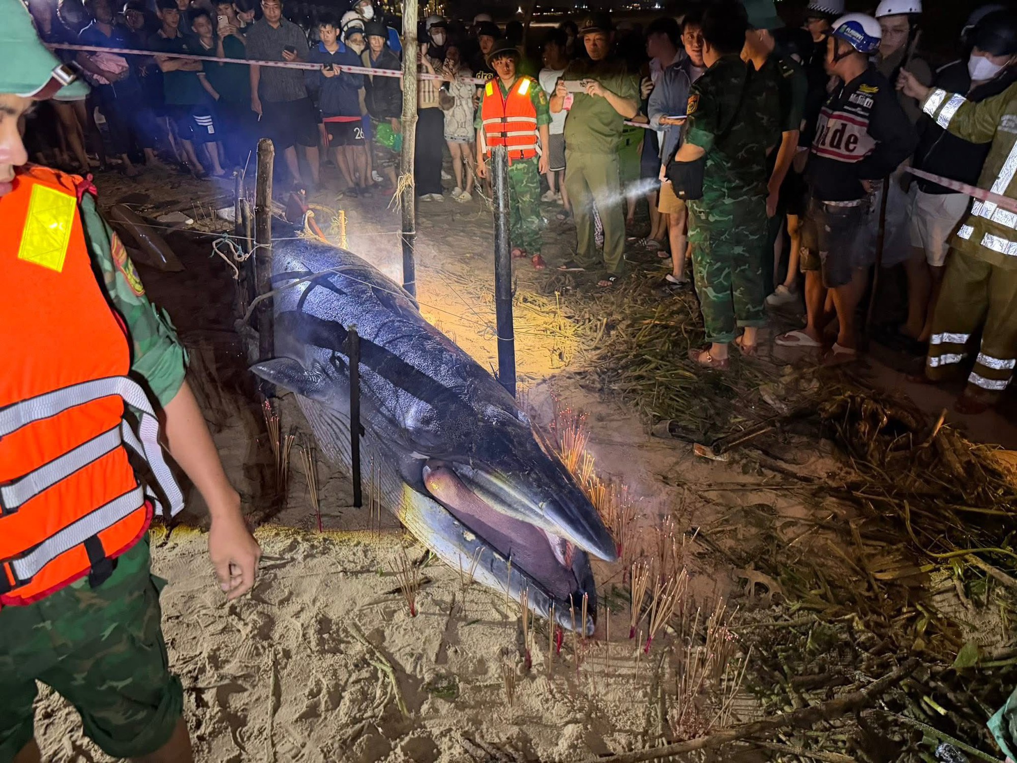 Cá ông dạt vào bờ biển là điềm tốt hay xấu? Ngư dân 40 năm đưa ra giải thích cho những ai chưa biết- Ảnh 4. Cá ông dạt vào bờ biển là điềm tốt hay xấu? Ngư dân 40 năm đưa ra giải thích cho những ai chưa biết- Ảnh 4.