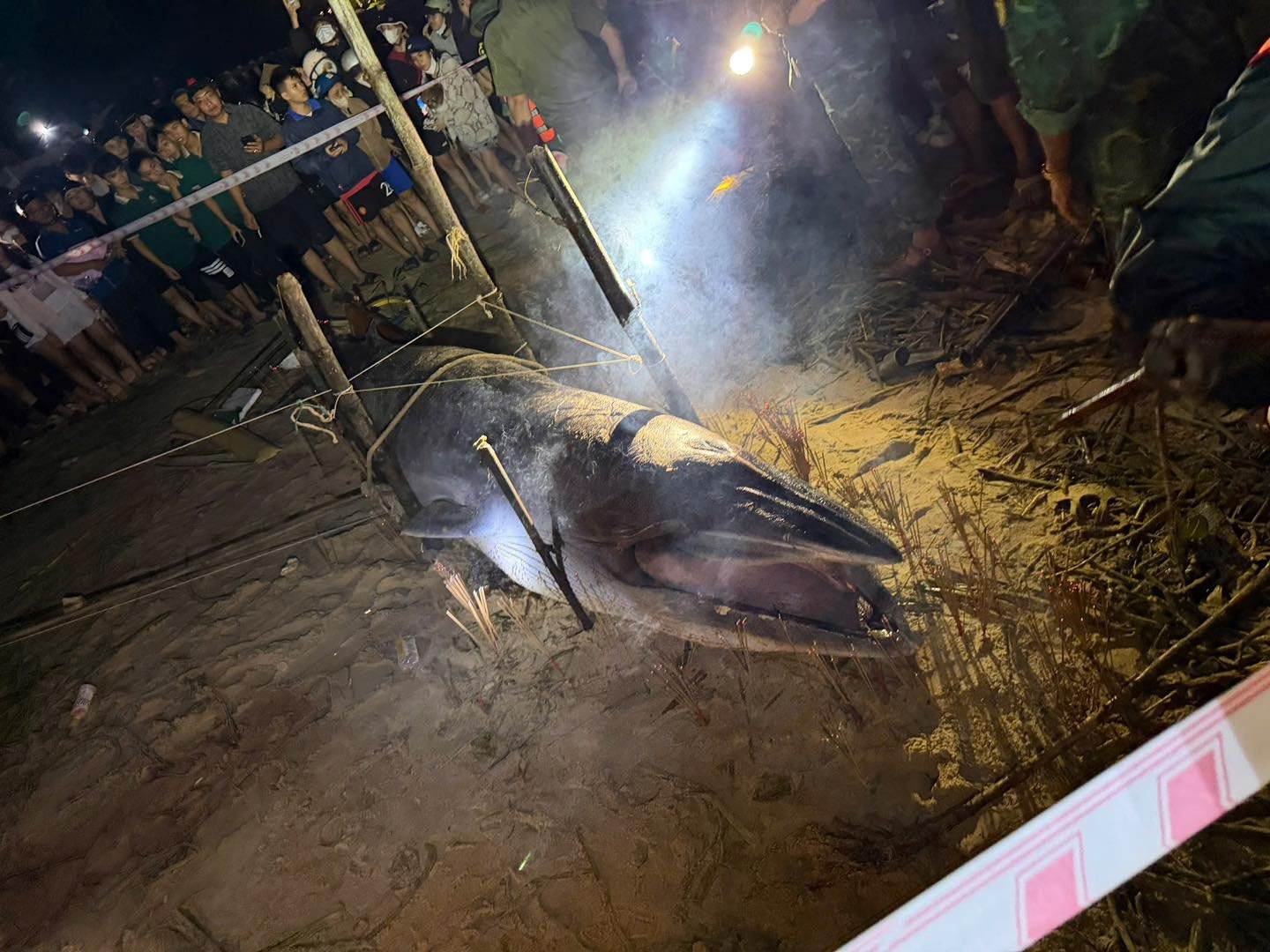 Cá ông dạt vào bờ biển là điềm tốt hay xấu? Ngư dân 40 năm đưa ra giải thích cho những ai chưa biết- Ảnh 2. Cá ông dạt vào bờ biển là điềm tốt hay xấu? Ngư dân 40 năm đưa ra giải thích cho những ai chưa biết- Ảnh 2.