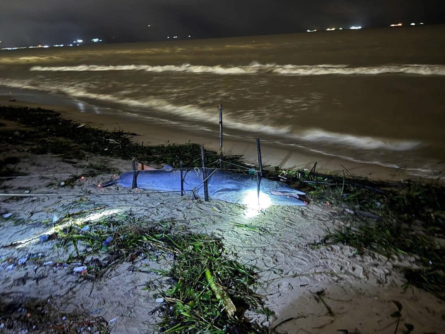 Cá ông dạt vào bờ biển là điềm tốt hay xấu? Ngư dân 40 năm đưa ra giải thích cho những ai chưa biết- Ảnh 1. Cá ông dạt vào bờ biển là điềm tốt hay xấu? Ngư dân 40 năm đưa ra giải thích cho những ai chưa biết- Ảnh 1.