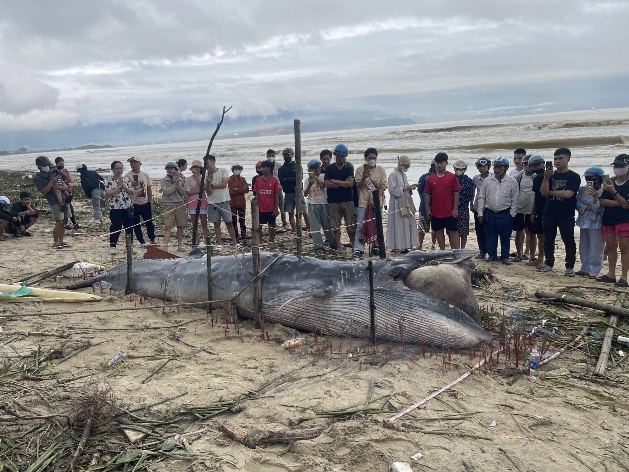 Cá ông dạt vào bờ biển là điềm tốt hay xấu? Ngư dân 40 năm đưa ra giải thích cho những ai chưa biết- Ảnh 5. Cá ông dạt vào bờ biển là điềm tốt hay xấu? Ngư dân 40 năm đưa ra giải thích cho những ai chưa biết- Ảnh 5.