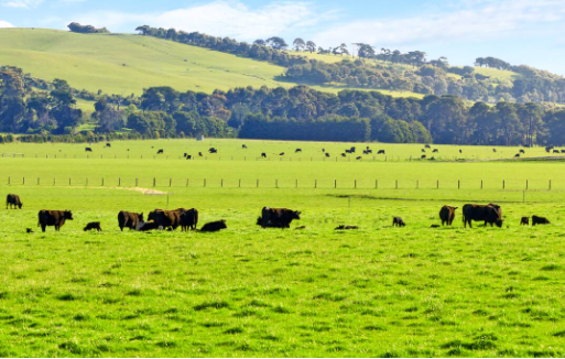 Gippsland - Thủ phủ bò sữa và hành trình tạo nên GippsNature - Ảnh 2. Gippsland - Thủ phủ bò sữa và hành trình tạo nên GippsNature - Ảnh 2.