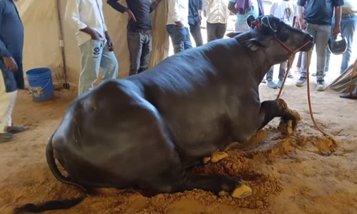 Con trâu khổng lồ có giá hơn 68 tỷ đồng- Ảnh 1. Con trâu khổng lồ có giá hơn 68 tỷ đồng- Ảnh 1.