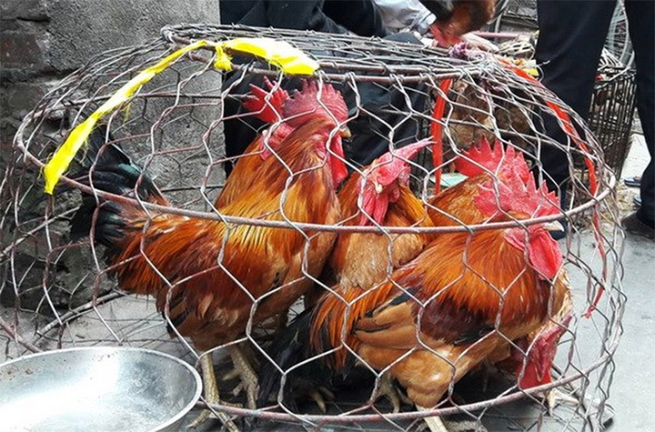 Cách phân biệt gà non và gà già khi mua gà sống - Ảnh 1. Cách phân biệt gà non và gà già khi mua gà sống - Ảnh 1.