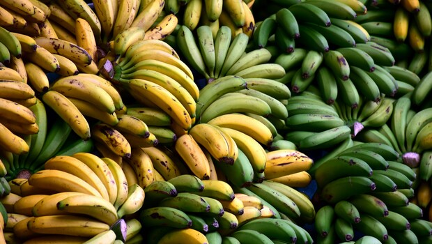 gqh1kcc8banana-weight-loss625x30026september25-17594810147931201364862-1759540483779-1759540483875483479254.jpg