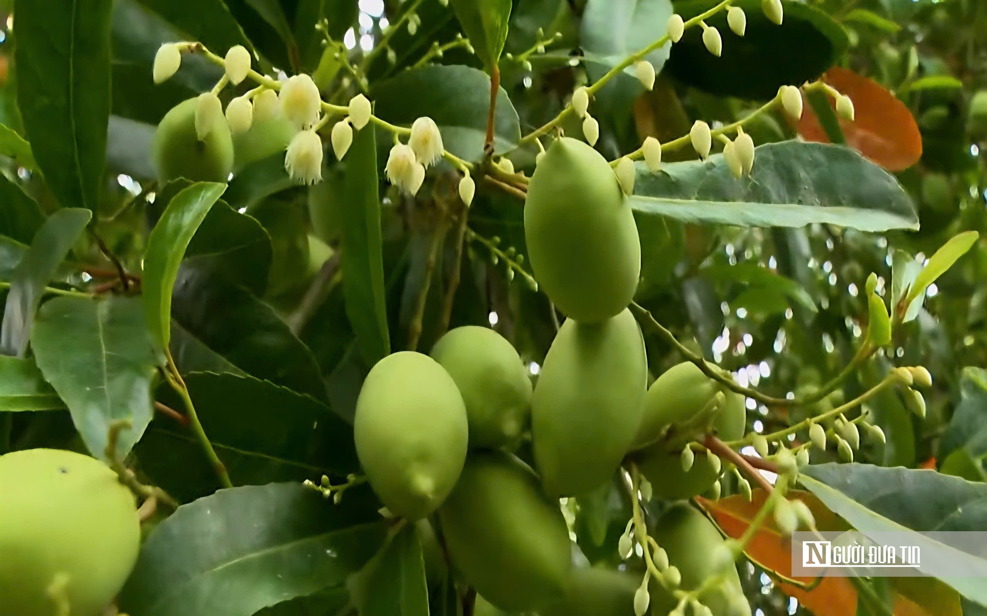 Thứ quả chua chát mùa nước nổi miền Tây, một khi đã nếm khó lòng quên- Ảnh 11.
