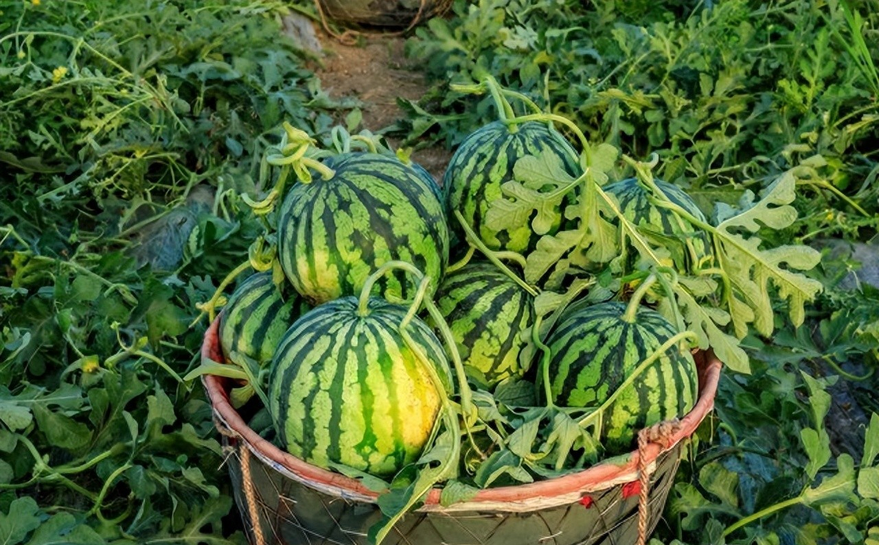Nhờ lão nông trồng dưa hấu nhắc nhở, tôi vội &quot;mách&quot; lại cho người nhà, kể từ đó đều mua được loại ngon &quot;10 quả như 1&quot; - Ảnh 1.
