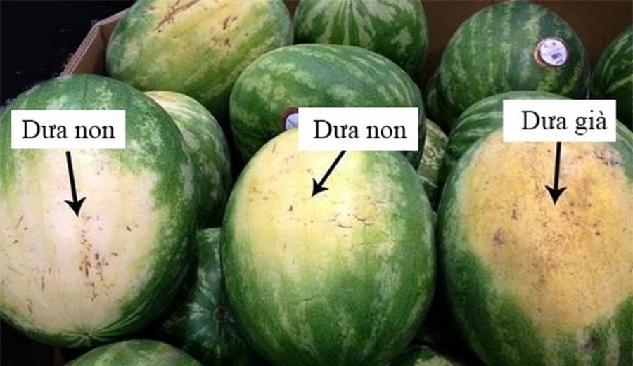 Nhờ lão nông trồng dưa hấu nhắc nhở, tôi vội &quot;mách&quot; lại cho người nhà, kể từ đó đều mua được loại ngon &quot;10 quả như 1&quot; - Ảnh 6.