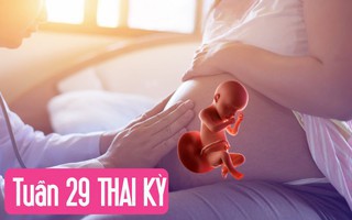 Tuần thai thứ 29: Bé yêu bắt đầu tập thở, mẹ dễ chuột rút do thai lớn