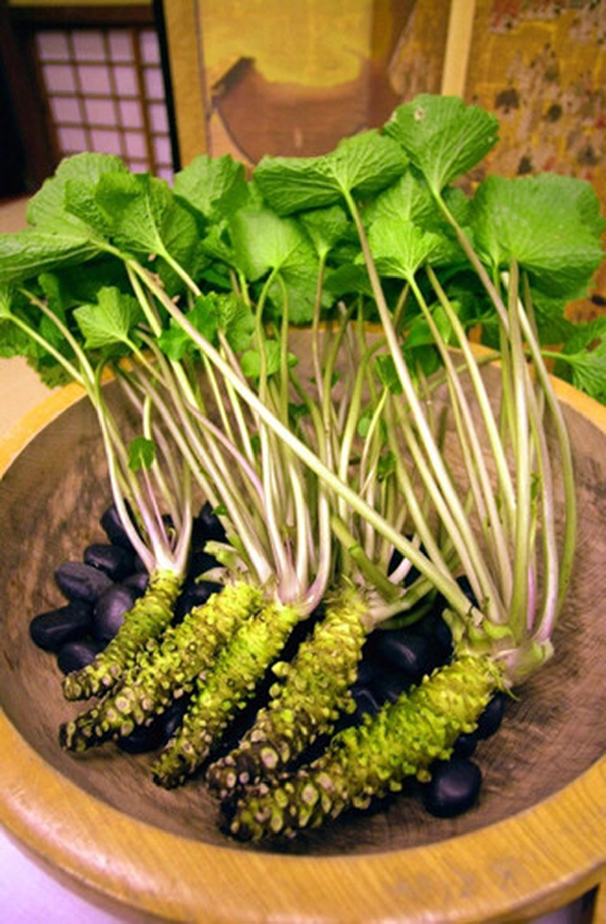 Loại củ đắt đỏ bậc nhất thế giới giá 6 triệu đồng/kg, Việt Nam cũng có người trồng thành công - Ảnh 2. Loại củ đắt đỏ bậc nhất thế giới giá 6 triệu đồng/kg, Việt Nam cũng có người trồng thành công - Ảnh 2.