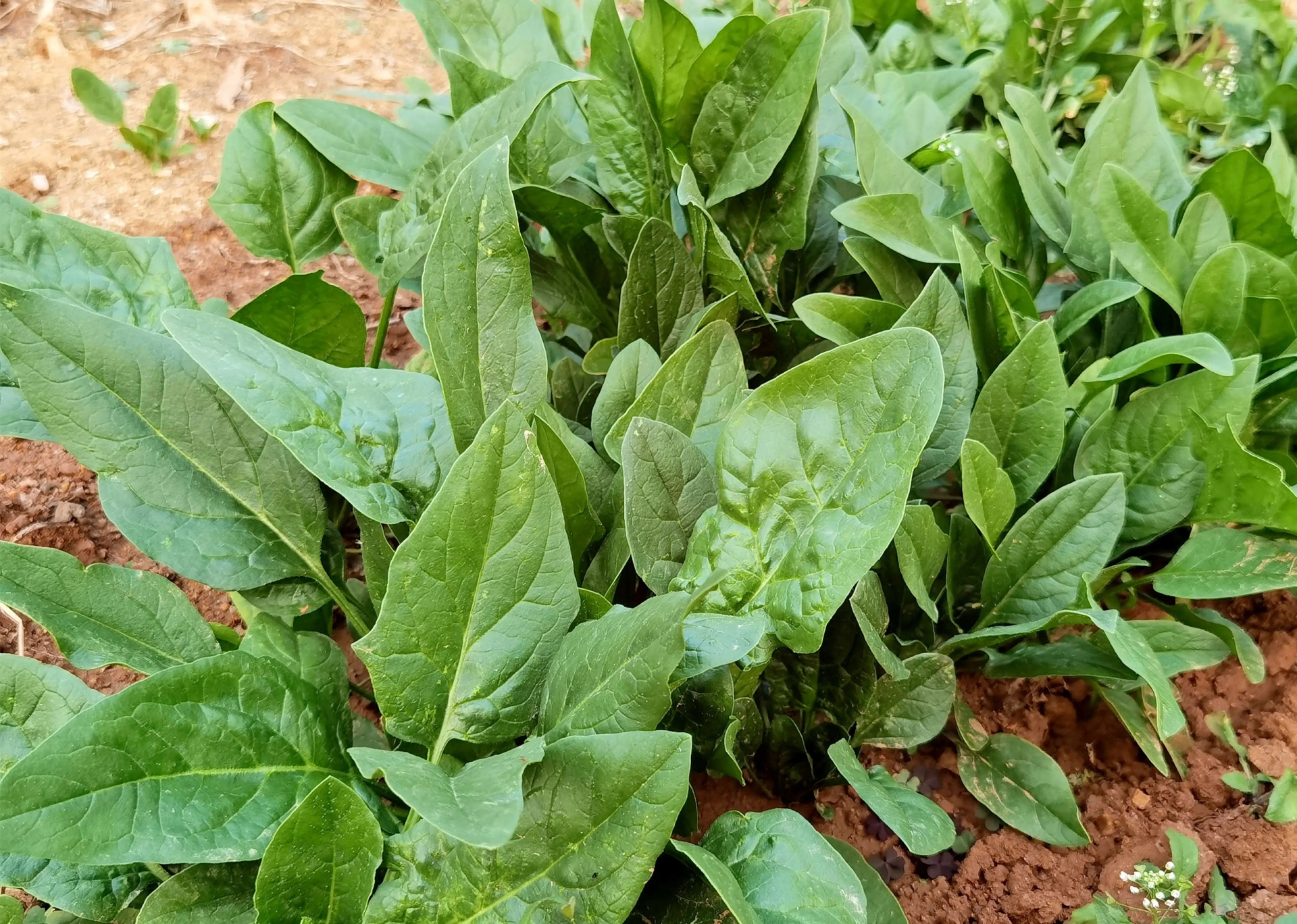 Đừng bỏ lỡ 3 loại rau mùa thu rẻ tiền nhưng là "vua canxi tự nhiên" cho cả gia đình - Ảnh 2. Đừng bỏ lỡ 3 loại rau mùa thu rẻ tiền nhưng là "vua canxi tự nhiên" cho cả gia đình - Ảnh 2.
