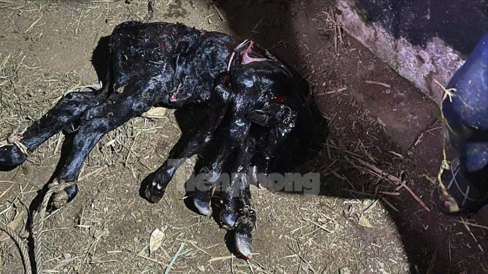 Nhiều người kéo đến xem bò sinh ra bê có 6 chân ở Quảng Ngãi - Ảnh 1. Nhiều người kéo đến xem bò sinh ra bê có 6 chân ở Quảng Ngãi - Ảnh 1.