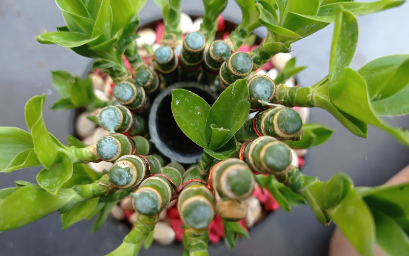 Đặt cây gì ở &quot;tài vị&quot; cho hút lộc? 5 loài cây dễ chăm, đẹp nhà, tiền về đều đặn- Ảnh 1.
