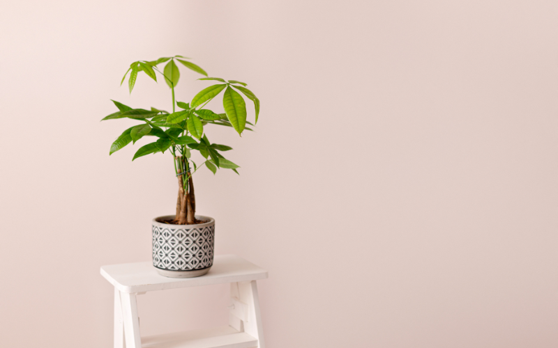 Đặt cây gì ở &quot;tài vị&quot; cho hút lộc? 5 loài cây dễ chăm, đẹp nhà, tiền về đều đặn- Ảnh 3.