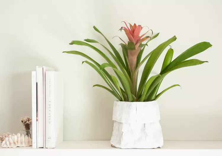 Đặt cây gì ở &quot;tài vị&quot; cho hút lộc? 5 loài cây dễ chăm, đẹp nhà, tiền về đều đặn- Ảnh 4.