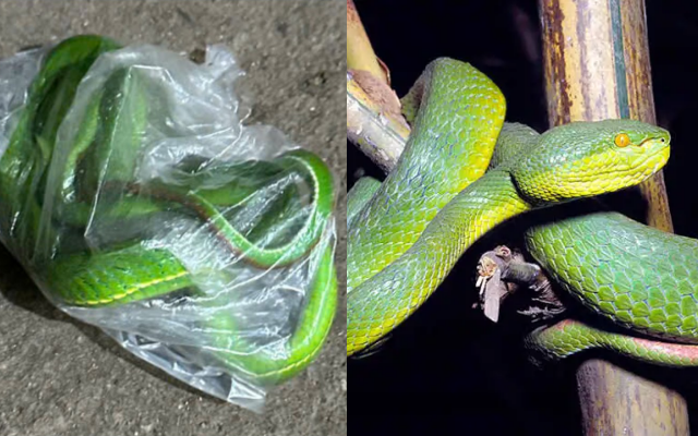 Bị rắn lục cắn, cụ ông 70 tuổi làm hành động bất ngờ khiến ai cũng bàng hoàng sửng sốt