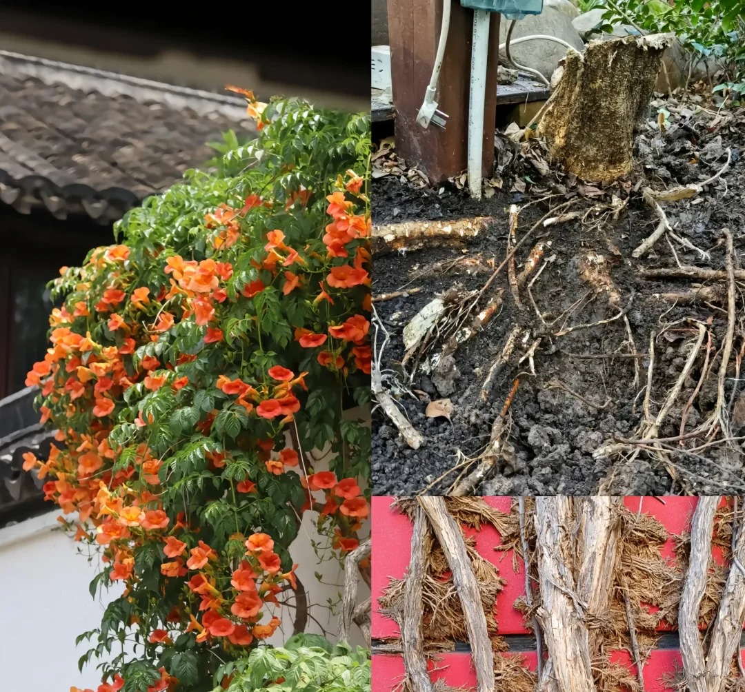 Đừng trồng 8 loại cây này trong nhà - tưởng đẹp mà hóa rước họa, ai từng trồng đều phải “hối hận muốn khóc”! - Ảnh 2.