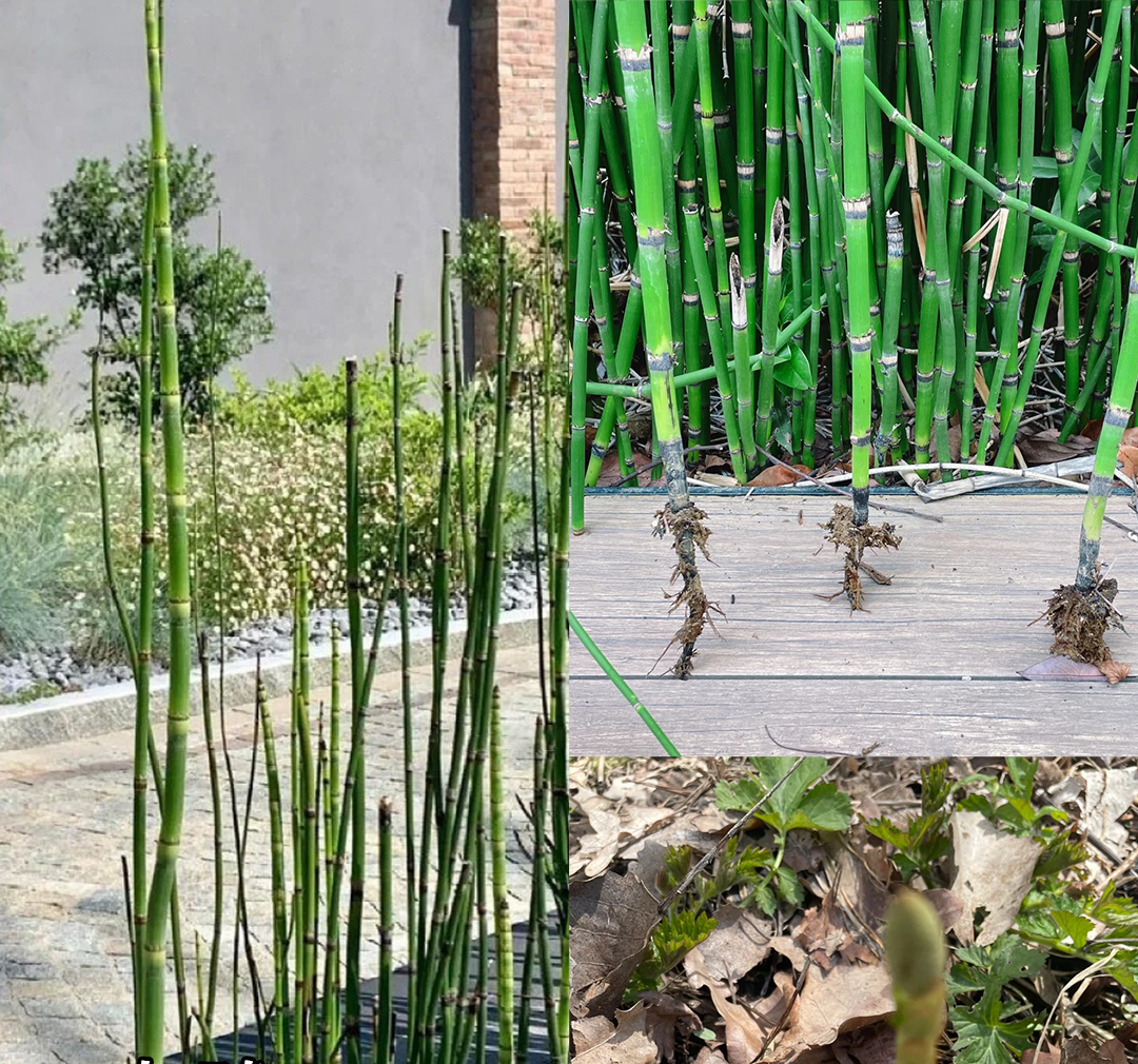 Đừng trồng 8 loại cây này trong nhà - tưởng đẹp mà hóa rước họa, ai từng trồng đều phải “hối hận muốn khóc”! - Ảnh 3.