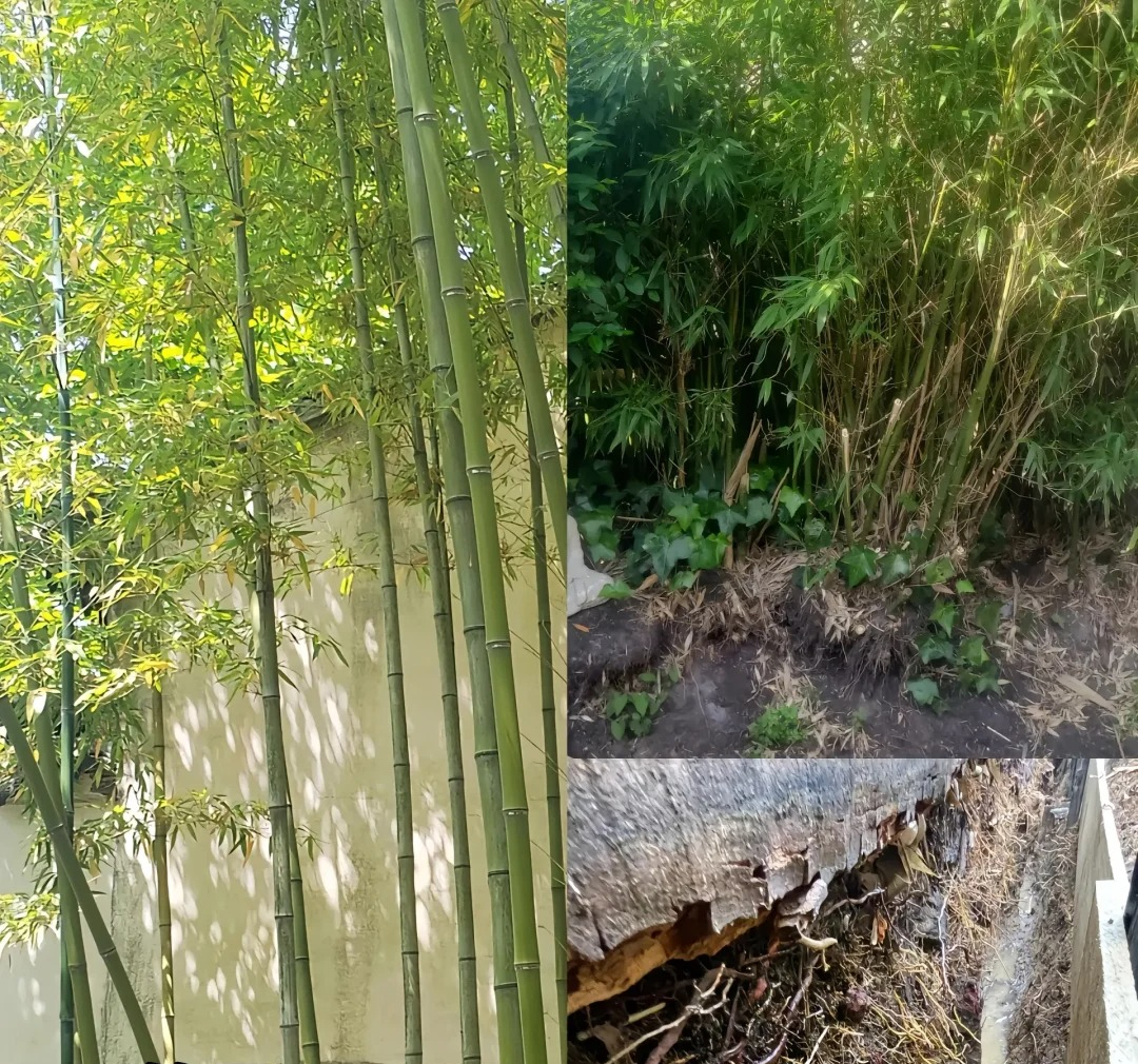 Đừng trồng 8 loại cây này trong nhà - tưởng đẹp mà hóa rước họa, ai từng trồng đều phải “hối hận muốn khóc”! - Ảnh 5.