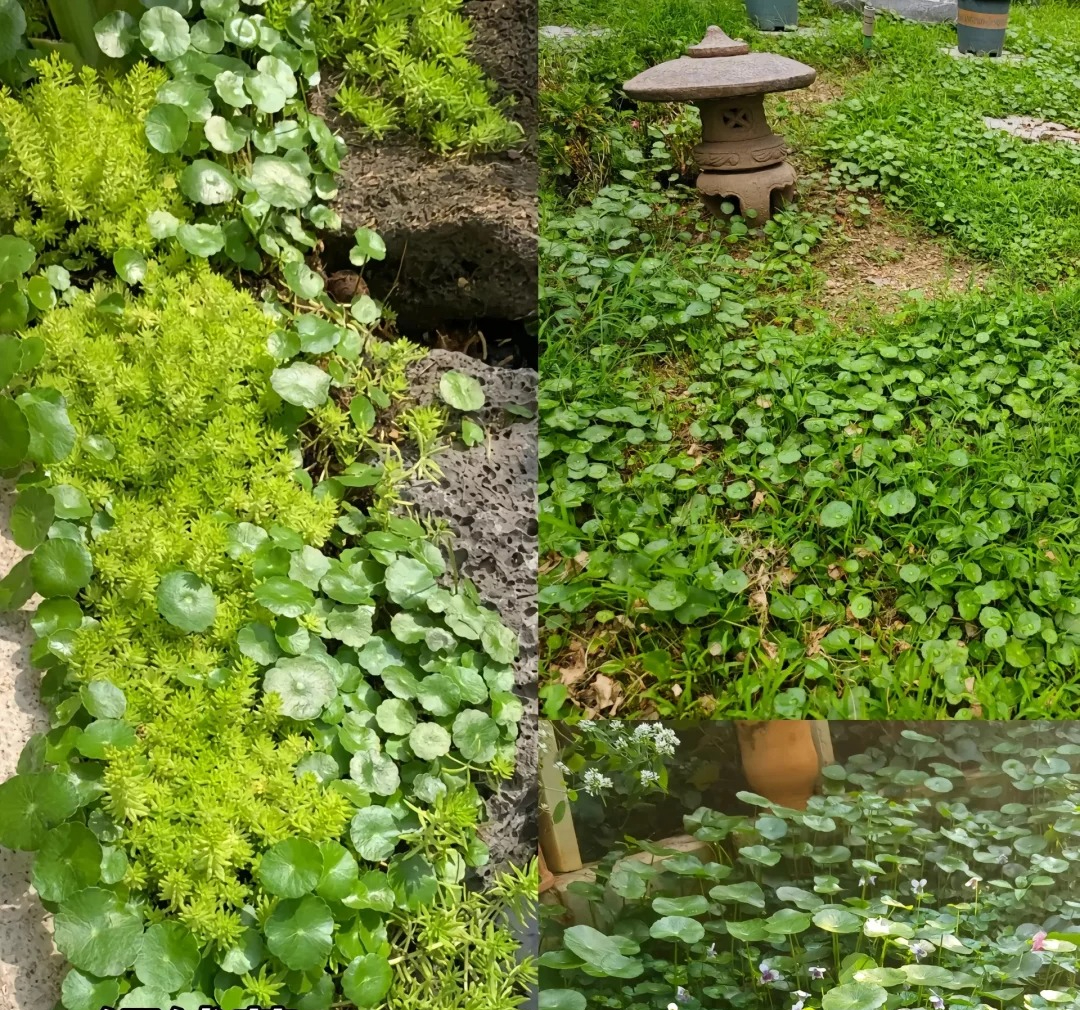 Đừng trồng 8 loại cây này trong nhà - tưởng đẹp mà hóa rước họa, ai từng trồng đều phải “hối hận muốn khóc”! - Ảnh 6.