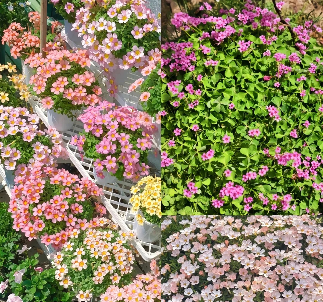 Đừng trồng 8 loại cây này trong nhà - tưởng đẹp mà hóa rước họa, ai từng trồng đều phải “hối hận muốn khóc”! - Ảnh 7.