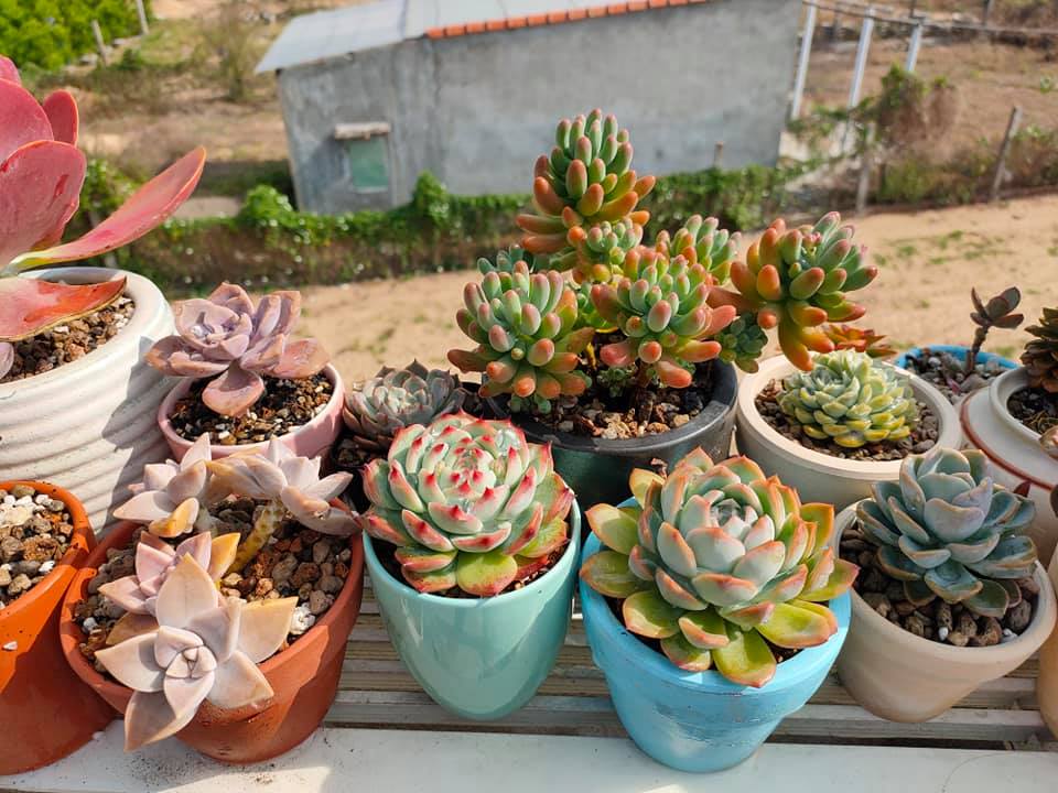 Tôi trồng cây kim tiền 8 năm, rồi buộc phải bỏ: Không phải vì độc ác, mà vì tôi không còn lựa chọn nào khác - Ảnh 3.