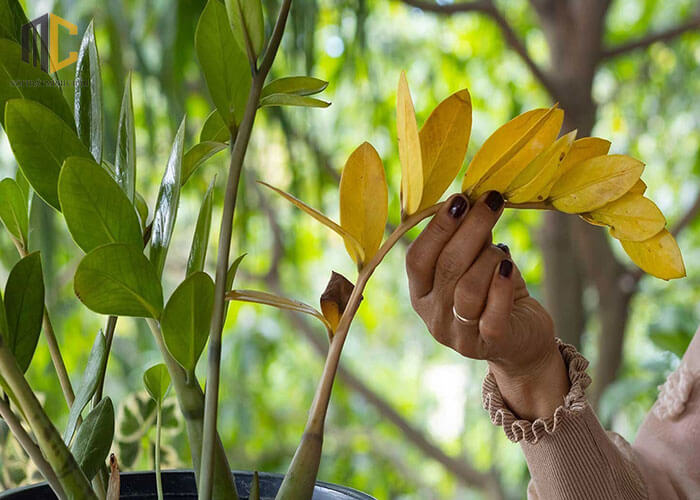 Tôi trồng cây kim tiền 8 năm, rồi buộc phải bỏ: Không phải vì độc ác, mà vì tôi không còn lựa chọn nào khác - Ảnh 2.