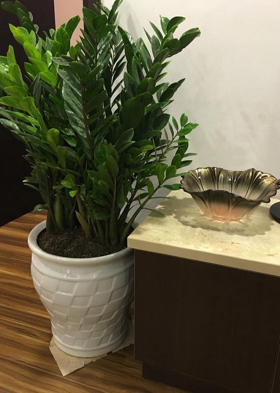Tôi trồng cây kim tiền 8 năm, rồi buộc phải bỏ: Không phải vì độc ác, mà vì tôi không còn lựa chọn nào khác - Ảnh 1.
