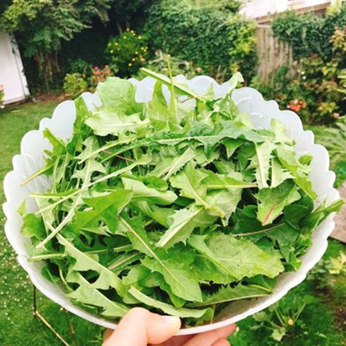 Mỹ đánh giá "rau tốt nhất thế giới" hóa ra là rau quen thuộc mọc như cỏ dại ở nước ta - Ảnh 3. Mỹ đánh giá "rau tốt nhất thế giới" hóa ra là rau quen thuộc mọc như cỏ dại ở nước ta - Ảnh 2.