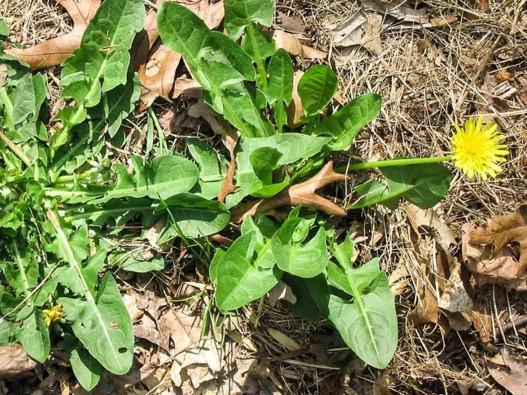 Mỹ đánh giá "rau tốt nhất thế giới" hóa ra là rau quen thuộc mọc như cỏ dại ở nước ta - Ảnh 1. Mỹ đánh giá "rau tốt nhất thế giới" hóa ra là rau quen thuộc mọc như cỏ dại ở nước ta - Ảnh 1.