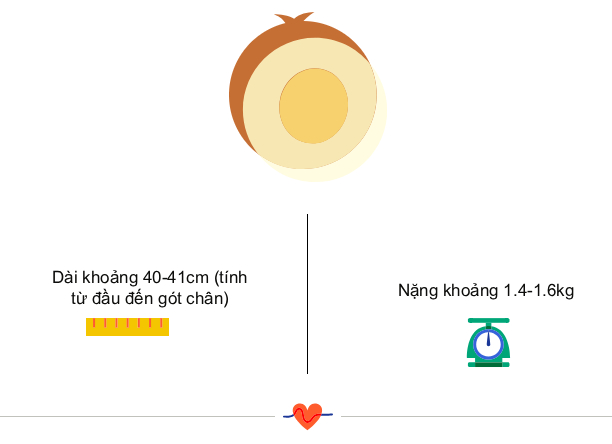 Tuần thai thứ 31: Não bé đang hoàn thiện, mẹ bắt đầu mua sắm chuẩn bị đón con yêu thôi nào!- Ảnh 3. Tuần thai thứ 31: Não bé đang hoàn thiện, mẹ bắt đầu mua sắm chuẩn bị đón con yêu thôi nào!- Ảnh 3.