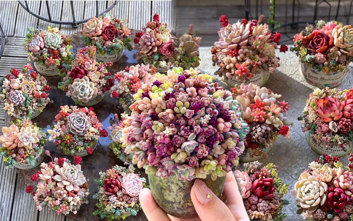 Sinh mùa hè dễ khuyết Thủy: Vì sao muốn “đổi vận” nên trồng cây sen đá?