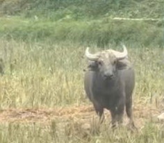 Xuất hiện con trâu lạ liên tiếp đuổi húc người - Ảnh 1. Trâu lạ liên tiếp đuổi húc người, xã ra văn bản khuyến cáo người dân - Ảnh 1.