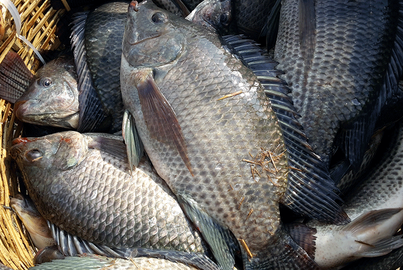 Loại cá được ví như 