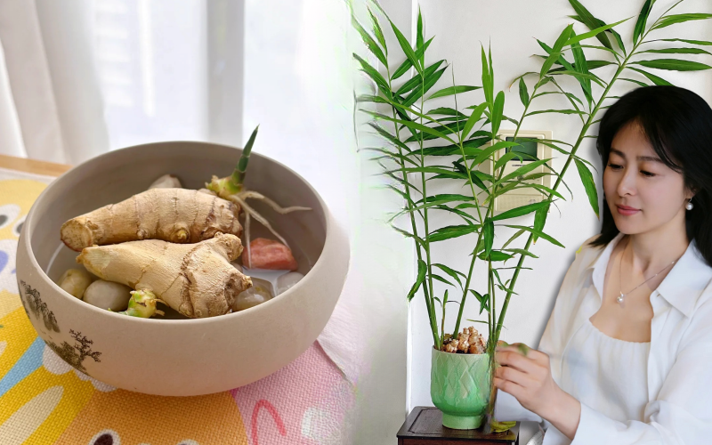 Không ngờ củ gừng bé xíu trong bếp lại là 