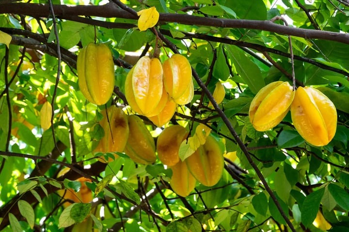 carambola-hanging-on-a-tree-1908-17625990988771370388045-1762846561294-1762846561372395306658.jpg