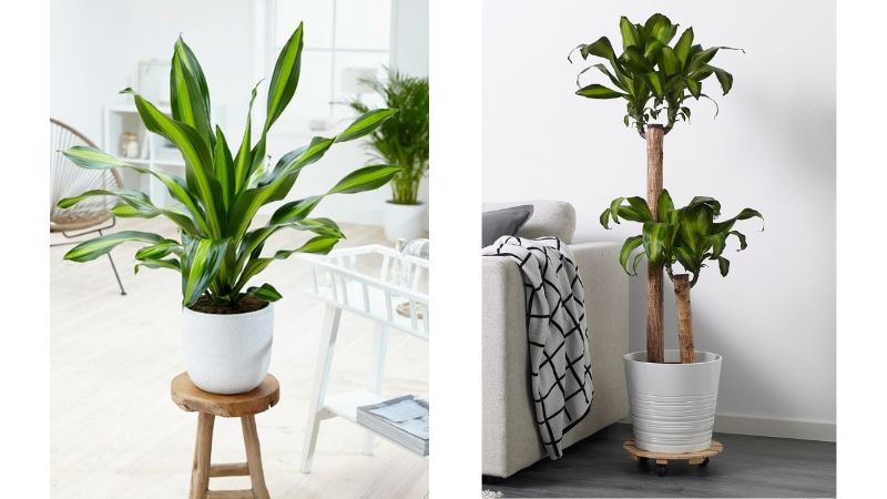 Khuyên bạn trồng ngay 3 loại cây này: Hút tiền như nam châm, kéo tài lộc vào nhà không đếm xuể còn dễ chăm sóc- Ảnh 3. Khuyên bạn trồng ngay 3 loại cây này: Hút tiền như nam châm, kéo tài lộc vào nhà không đếm xuể còn dễ chăm sóc- Ảnh 3.