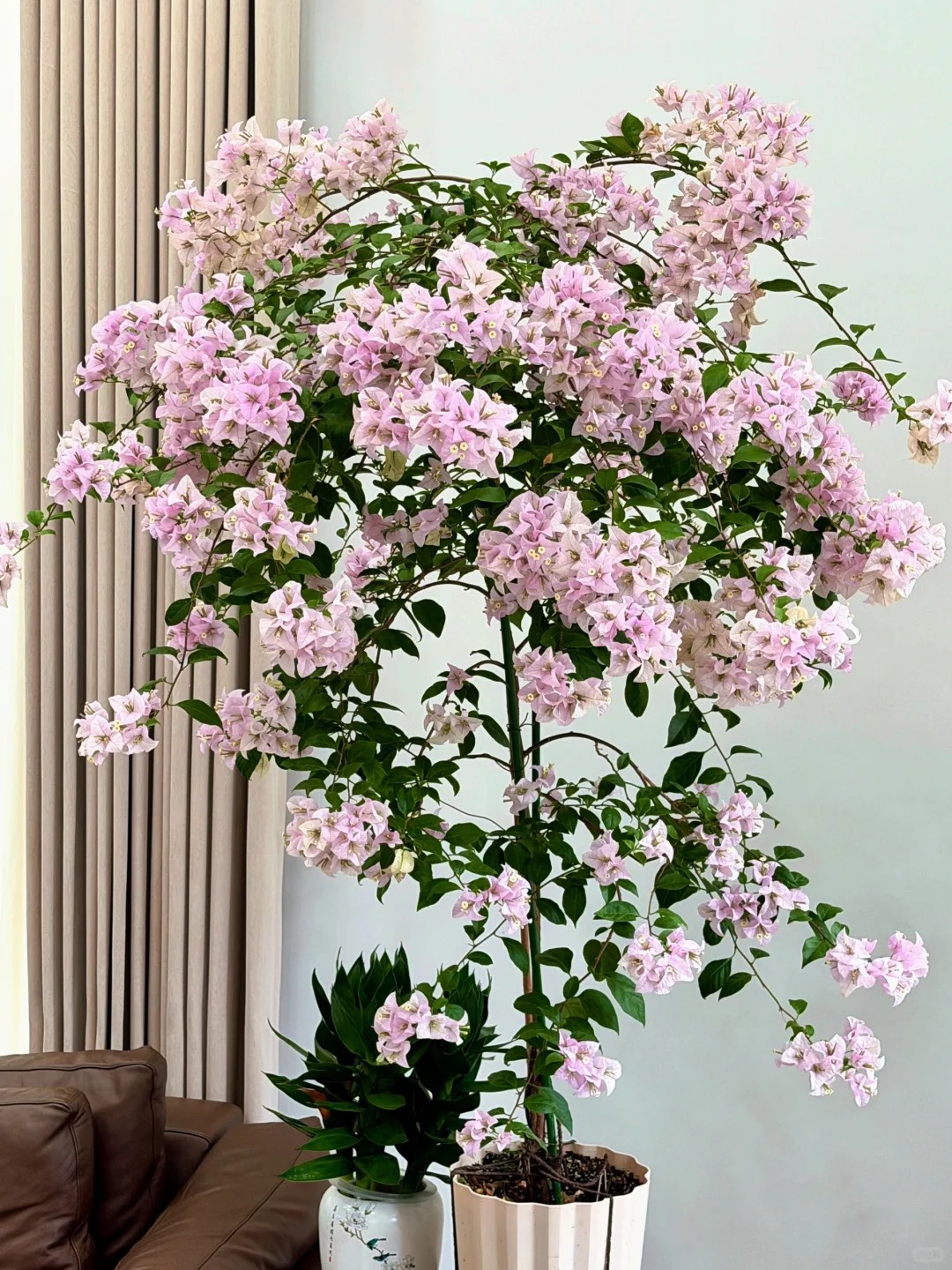 hoa-giay-bonsai-tet-nguyen-dan-2026-40-1762922201357798276902-1762934802171-17629348025952108165754.jpg