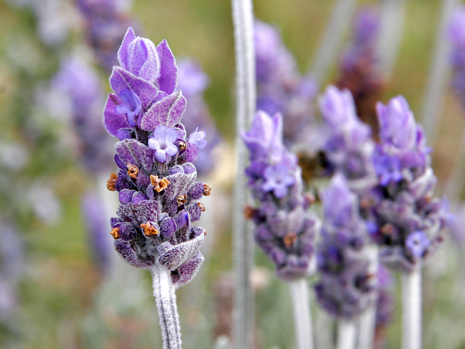 singlelavenderflower02-1762917879811-17629178874421206178522.jpg