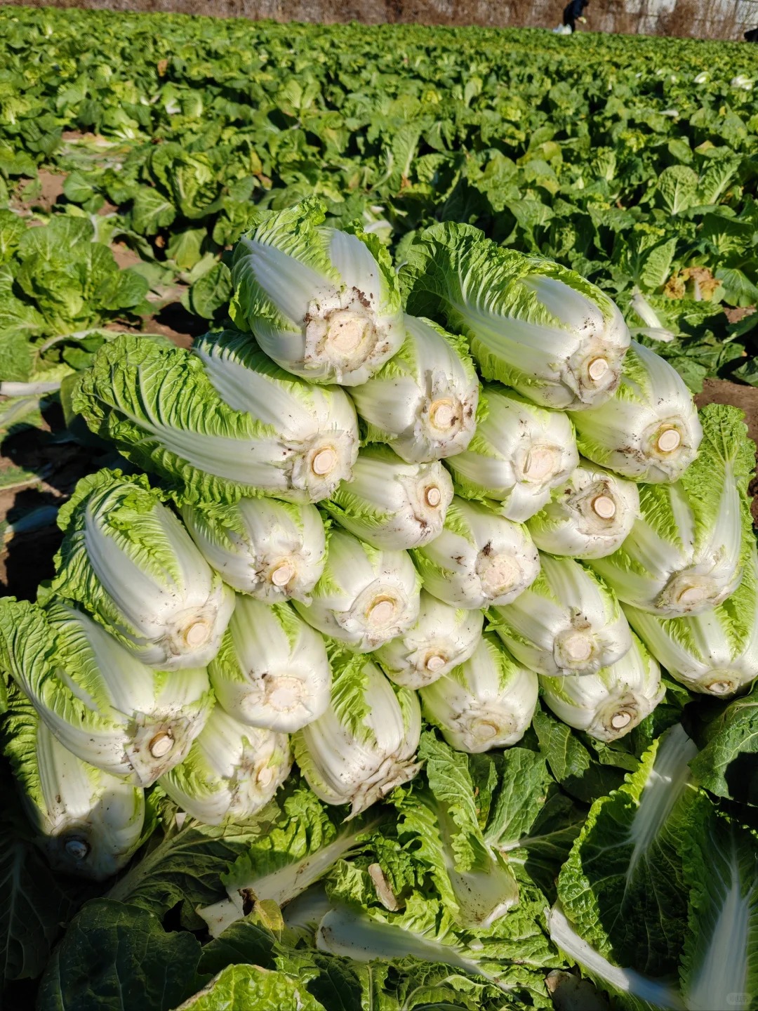 Mẹo chọn cải thảo siêu chuẩn của dân bán rau: Nhìn một chỗ ít ai để ý, là biết ngay ngon hay dở!- Ảnh 1. Mẹo chọn cải thảo siêu chuẩn của dân bán rau: Nhìn một chỗ ít ai để ý, là biết ngay ngon hay dở!- Ảnh 1.