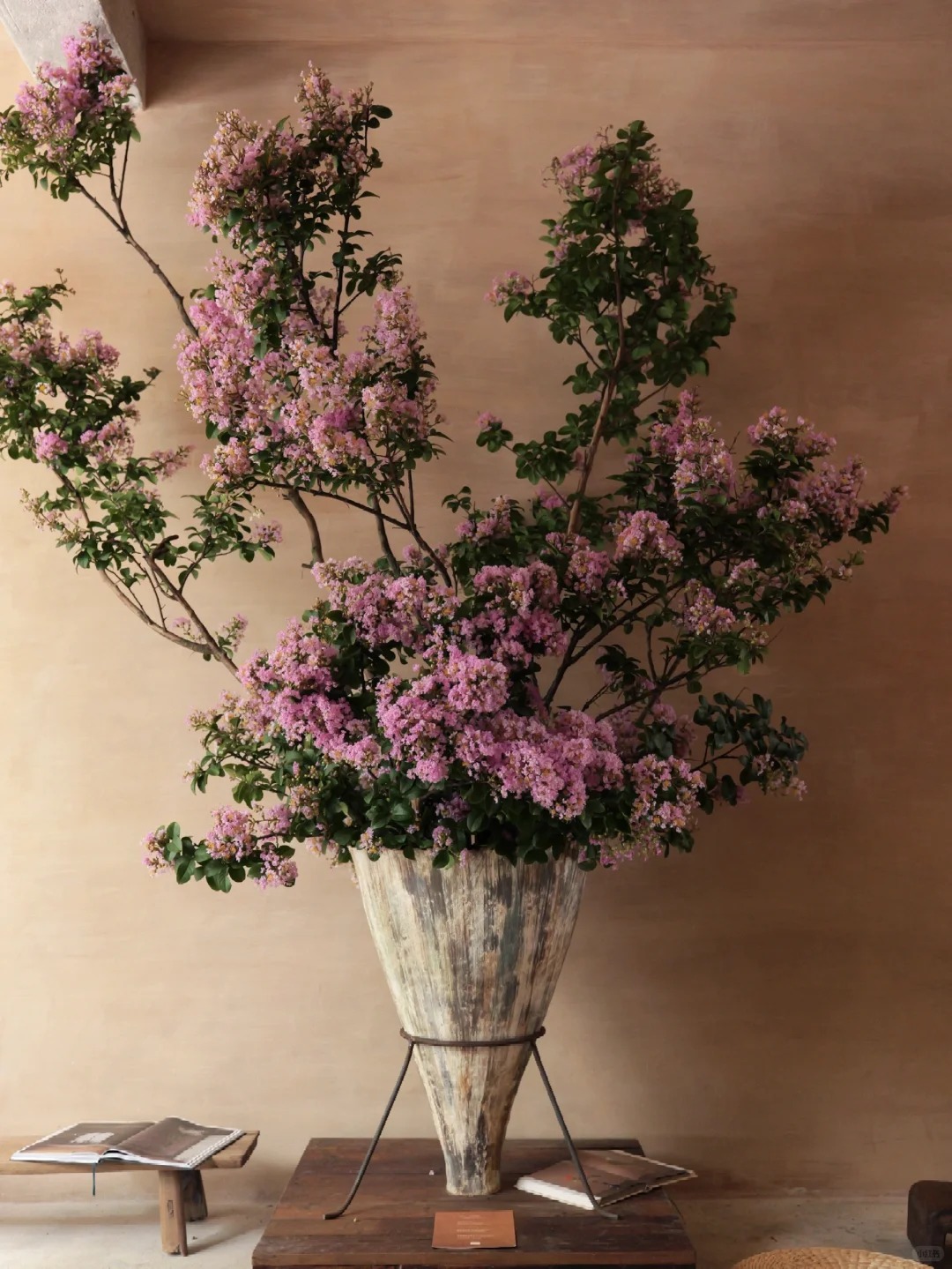 Mùa hoa tử vi này qua rồi, tôi cứ tiếc mãi: Chưng một bình trong nhà, phúc khí như tràn đầy, mọi sự an yên bền lâu - Ảnh 14. Mùa hoa tử vi này qua rồi, tôi cứ tiếc mãi: Chưng một bình trong nhà, phúc khí như tràn đầy, mọi sự an yên bền lâu - Ảnh 14.