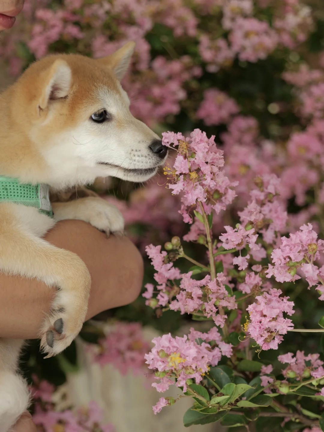 Mùa hoa tử vi này qua rồi, tôi cứ tiếc mãi: Chưng một bình trong nhà, phúc khí như tràn đầy, mọi sự an yên bền lâu - Ảnh 13. Mùa hoa tử vi này qua rồi, tôi cứ tiếc mãi: Chưng một bình trong nhà, phúc khí như tràn đầy, mọi sự an yên bền lâu - Ảnh 13.