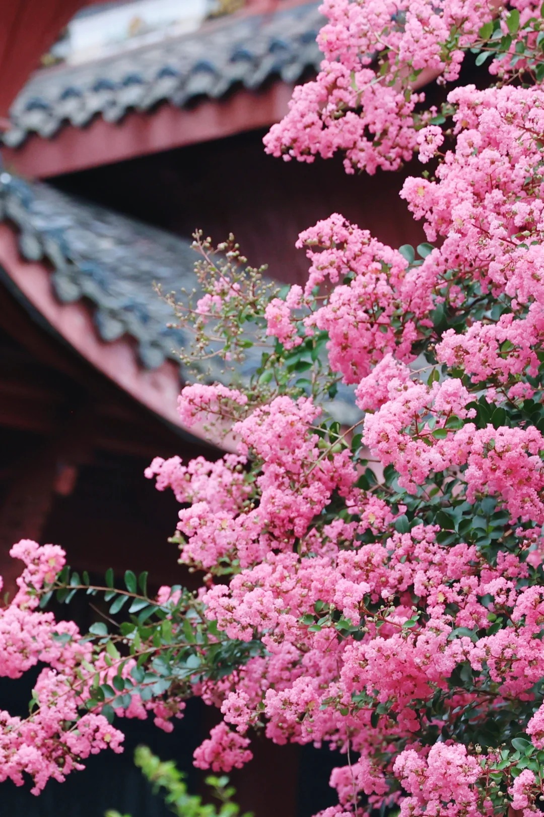 Mùa hoa tử vi này qua rồi, tôi cứ tiếc mãi: Chưng một bình trong nhà, phúc khí như tràn đầy, mọi sự an yên bền lâu - Ảnh 20. Mùa hoa tử vi này qua rồi, tôi cứ tiếc mãi: Chưng một bình trong nhà, phúc khí như tràn đầy, mọi sự an yên bền lâu - Ảnh 20.