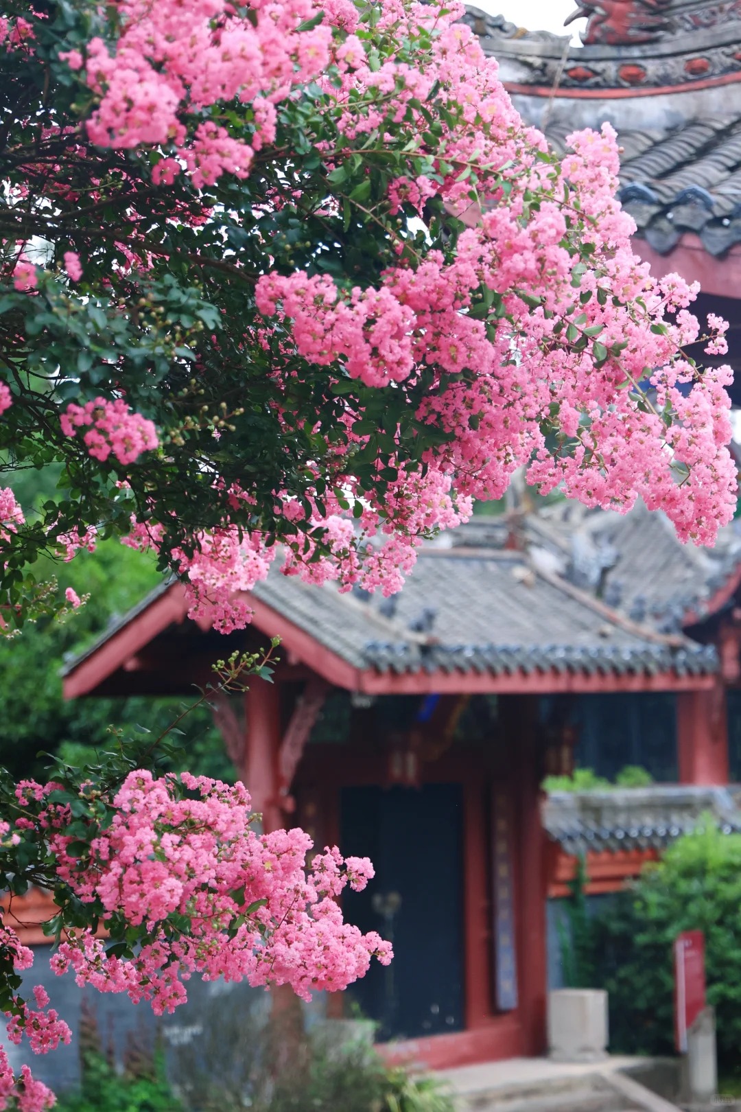 Mùa hoa tử vi này qua rồi, tôi cứ tiếc mãi: Chưng một bình trong nhà, phúc khí như tràn đầy, mọi sự an yên bền lâu - Ảnh 19. Mùa hoa tử vi này qua rồi, tôi cứ tiếc mãi: Chưng một bình trong nhà, phúc khí như tràn đầy, mọi sự an yên bền lâu - Ảnh 19.