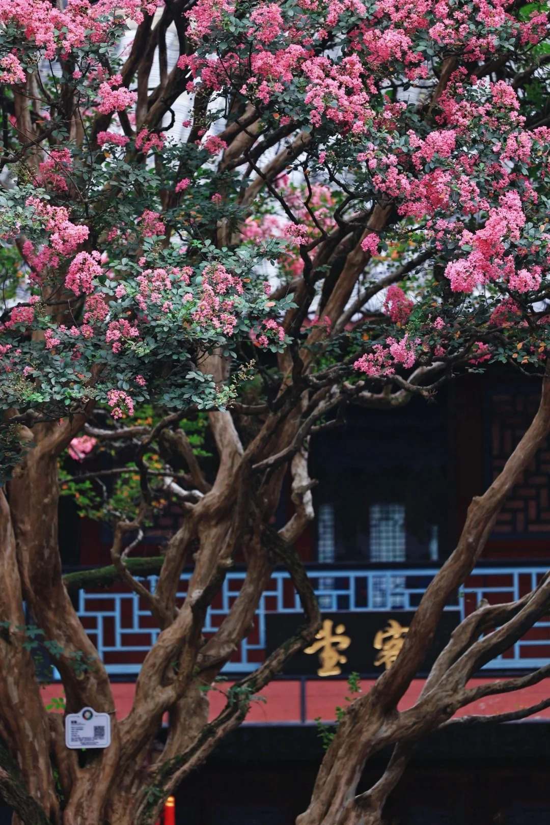 Mùa hoa tử vi này qua rồi, tôi cứ tiếc mãi: Chưng một bình trong nhà, phúc khí như tràn đầy, mọi sự an yên bền lâu - Ảnh 18. Mùa hoa tử vi này qua rồi, tôi cứ tiếc mãi: Chưng một bình trong nhà, phúc khí như tràn đầy, mọi sự an yên bền lâu - Ảnh 18.