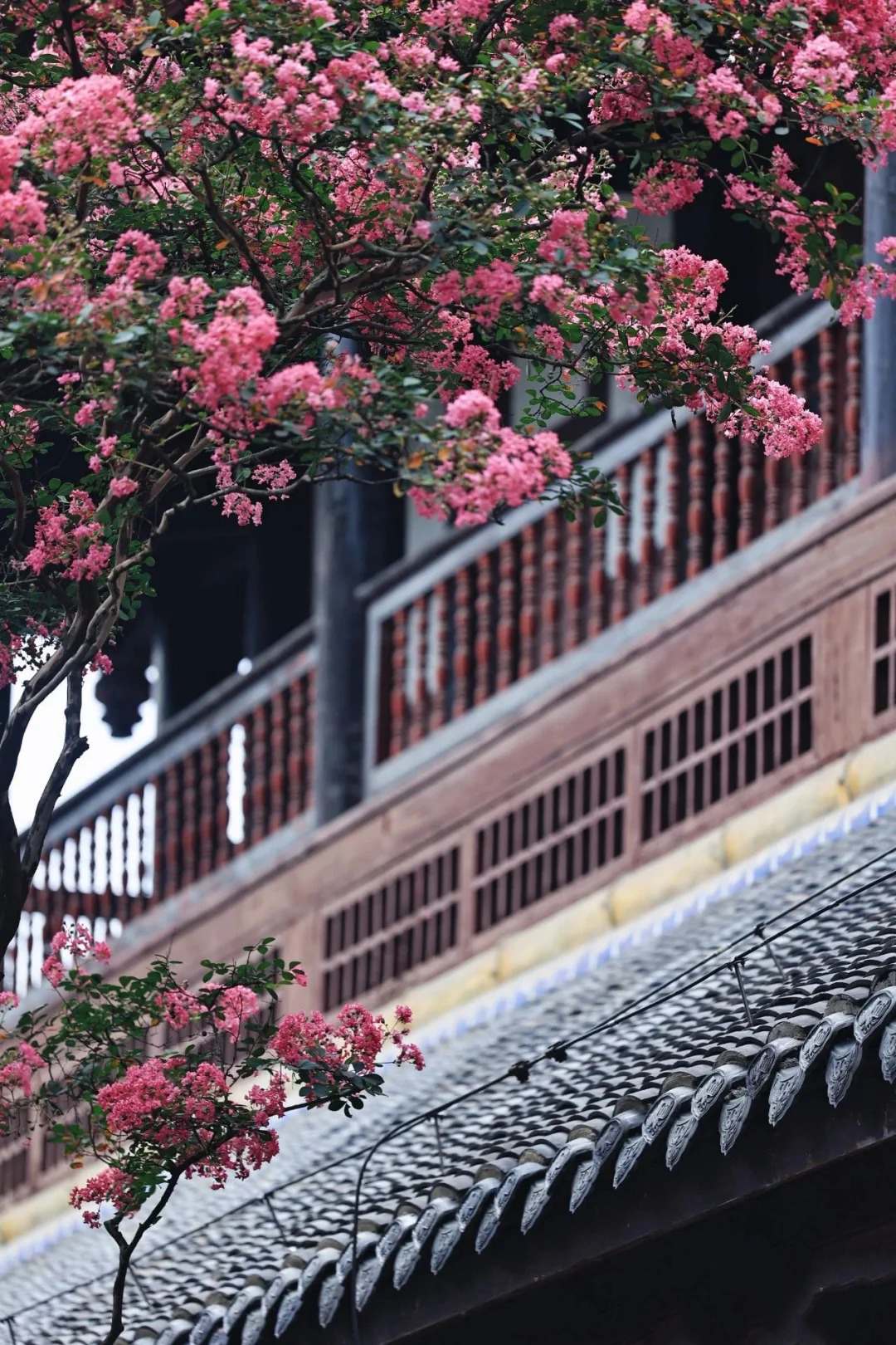 Mùa hoa tử vi này qua rồi, tôi cứ tiếc mãi: Chưng một bình trong nhà, phúc khí như tràn đầy, mọi sự an yên bền lâu - Ảnh 17. Mùa hoa tử vi này qua rồi, tôi cứ tiếc mãi: Chưng một bình trong nhà, phúc khí như tràn đầy, mọi sự an yên bền lâu - Ảnh 17.