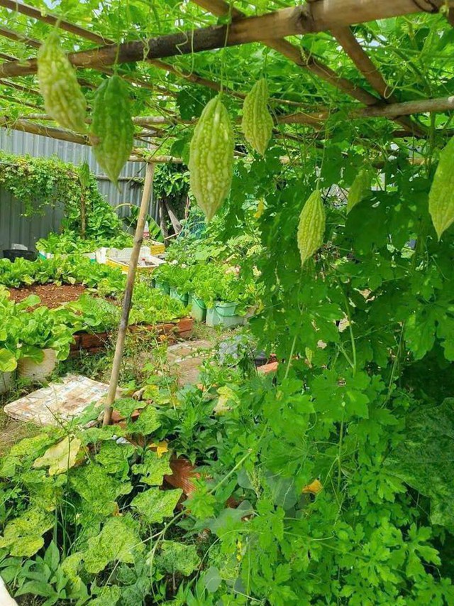 Giá rau hot nhất lúc này- Ảnh 10. Giá rau hot nhất lúc này- Ảnh 10.