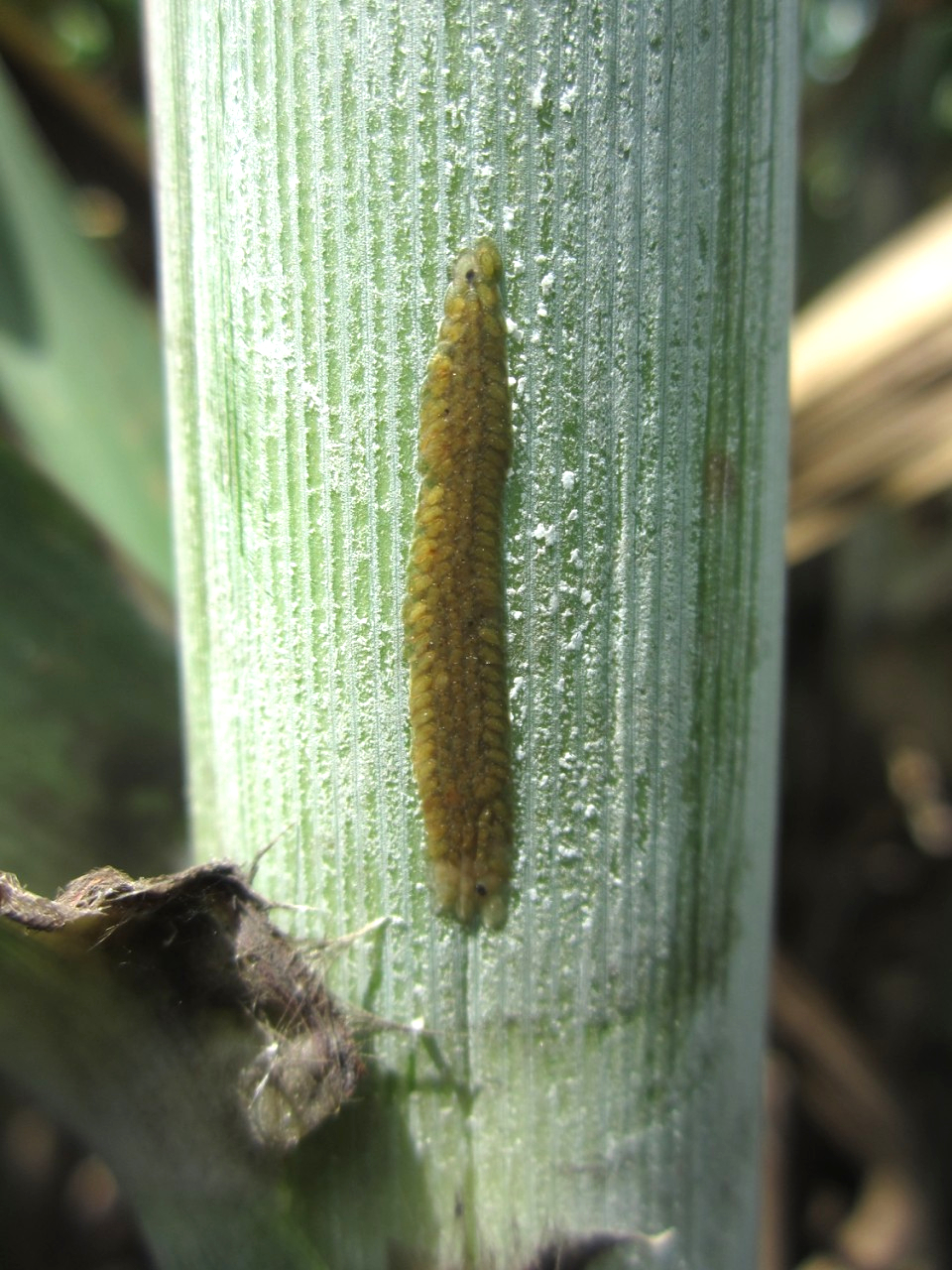 Thả sinh vật chưa đến 1mm ra ruộng mía: Đột phá ý tưởng đưa mía Việt chinh phục Mỹ, EU- Ảnh 1. Thả sinh vật chưa đến 1mm ra ruộng mía: Đột phá ý tưởng đưa mía Việt chinh phục Mỹ, EU- Ảnh 1.