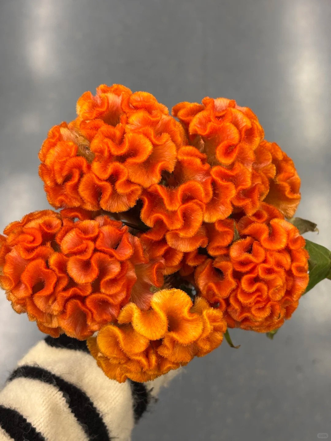 Hoa mào gà: Tưởng quê mùa mà cắm lên lại sang rực rỡ, chơi Tết đẹp mê và hút phú quý vào nhà - Ảnh 16. Hoa mào gà: Tưởng quê mùa mà cắm lên lại sang rực rỡ, chơi Tết đẹp mê và hút phú quý vào nhà - Ảnh 16.