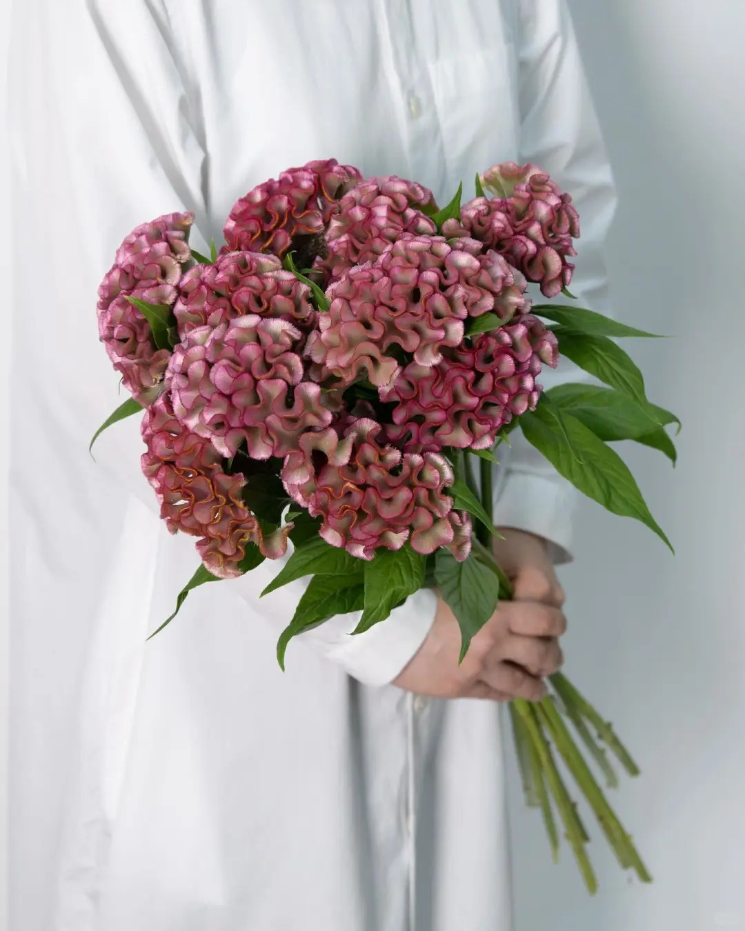 Hoa mào gà: Tưởng quê mùa mà cắm lên lại sang rực rỡ, chơi Tết đẹp mê và hút phú quý vào nhà - Ảnh 20. Hoa mào gà: Tưởng quê mùa mà cắm lên lại sang rực rỡ, chơi Tết đẹp mê và hút phú quý vào nhà - Ảnh 20.