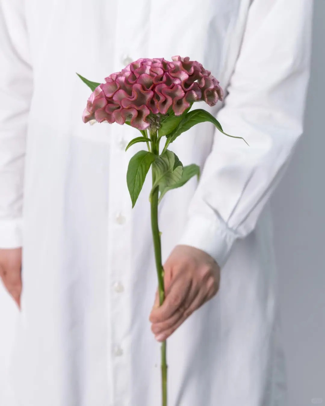 Hoa mào gà: Tưởng quê mùa mà cắm lên lại sang rực rỡ, chơi Tết đẹp mê và hút phú quý vào nhà - Ảnh 19. Hoa mào gà: Tưởng quê mùa mà cắm lên lại sang rực rỡ, chơi Tết đẹp mê và hút phú quý vào nhà - Ảnh 19.